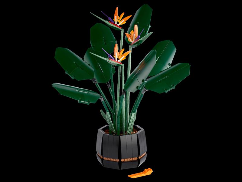 Bird of Paradise