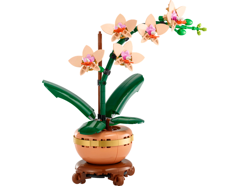 Mini Orchid