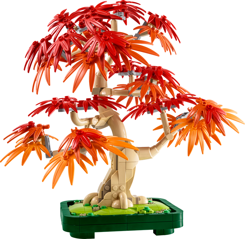 Japanese Maple Tree