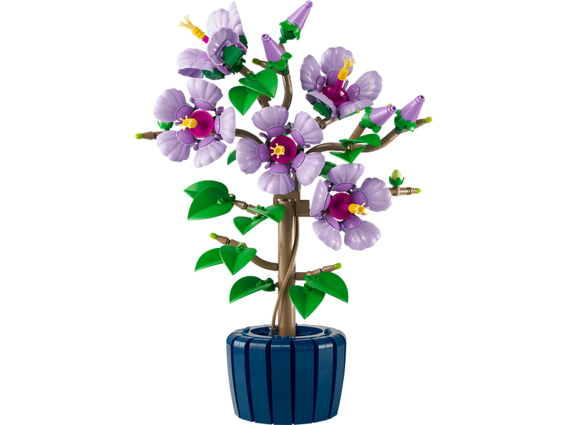 Hibiscus