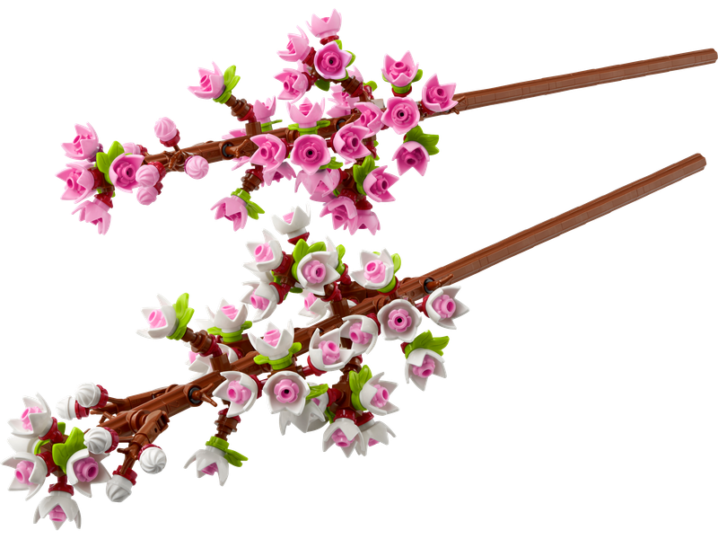 Cherry Blossoms